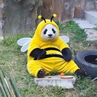Kai 🐼 đu LingOrm riết khờ 💫🦋 (@kai_lingorm) 's Twitter Profile
