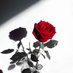 Flannery (@flanneryflowers) Twitter profile photo Flannery (@flanneryflowers) Twitter profile photo