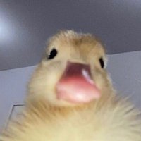 나덕 (@1_rduck) 's Twitter Profile