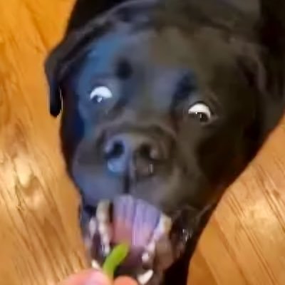 Doggo goes slurp HDD8Grs65ZMYvaDVPySHt7jLJFqEzxaA2bA7qTwt9gag