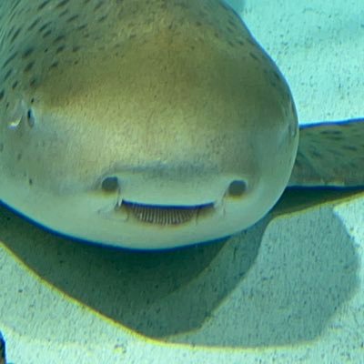 however_is_'s profile picture. すいません、かがといいます/名城だった/筑波/ちくおん