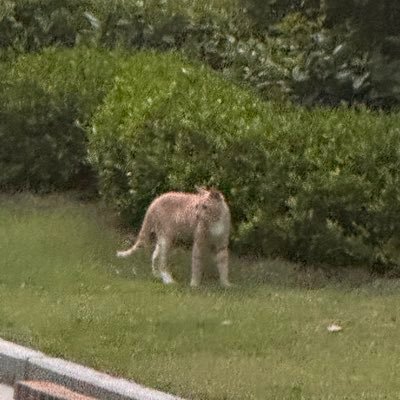 chenduling67770's profile picture. 