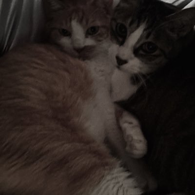 ka7dy's profile picture. 好きなことする人。(Lv.16)