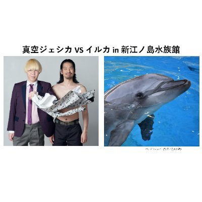 真空ジェシカがイルカとコラボするイベント「真空ジェシカ VS イルカ in 新江ノ島水族館」を9月23日(火・祝)に開催しました。アーカイブ配信は10月4日(土)10:00から。配信チケットは発売中です。https://t.co/zkkzIeepu0