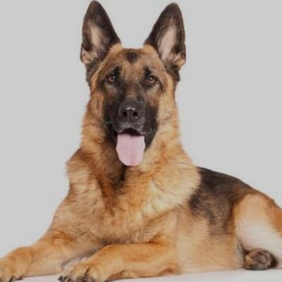 gordosbullys's profile picture. 