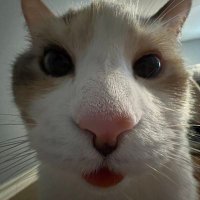 froofroofroosty too (@froosty_floof2) 's Twitter Profile