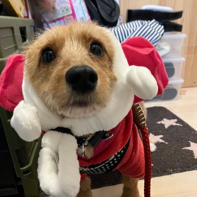 Chaichainu's profile picture. 空飛ぶ茶色いポップコーン教教祖、サードパーティー製のジャックラッセルテリア(ポメラニアン×ジャックラッセルテリアのMix)の女の子Chaiです🐶繁殖引退して我が家に縁あって来ました/チャイ主＝飼い主(女)/犬好きと分かる方はフォロバ致します☺️/YouTubeもたまに投稿。