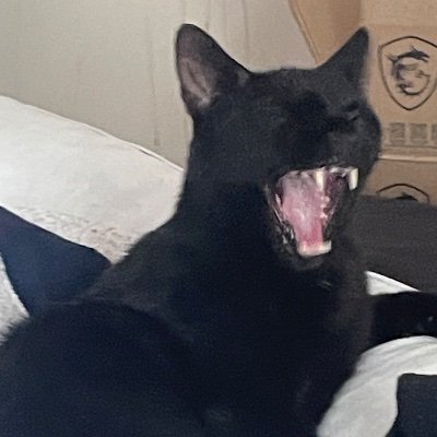 UKbigcat's profile picture. warrior poet; philosopher king 🏴󠁧󠁢󠁥󠁮󠁧󠁿