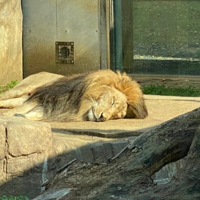 adch141's profile picture. cdgが好きです。