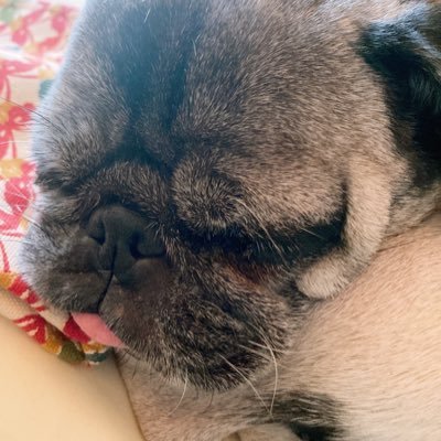 ニコちゃん。さんのプロフィール画像