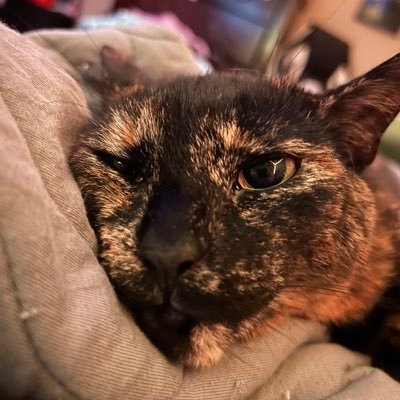3 yearce of olde. Tortie type. Always pist off. Account rune by Freya and her mome. Cat twittur 🐈⬛