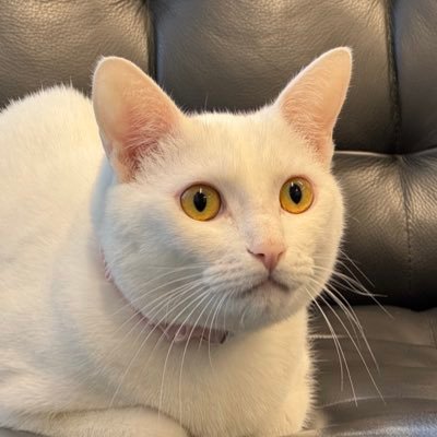 digicomjapan's profile picture. Digicom社長