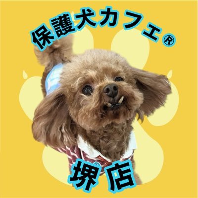 NPO法人ラブファイブ直営の保護犬カフェ堺店です🐾施設利用料お一人様990円(ワンドリンク付🎶)で保護犬と触れ合え、里親になる事もご検討いただけます。お家のわんこと同伴OK🌟お問い合わせはお電話でお願いします🙇♀️ ☎072-230-4800🏠大阪府堺市北区東雲東町3丁6-20 営業時間12時〜20時