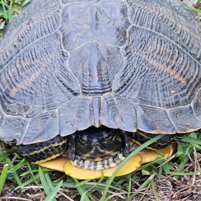 plumoolong's profile picture. I am nothing and no one from nowhere.