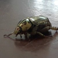 Fallen_the_bug (@tienphatdo1) 's Twitter Profile