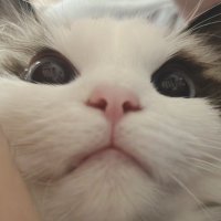なかむら (@syzhwe) 's Twitter Profile