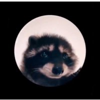 PEDRO ON TON💎 (@_pedroton) 's Twitter Profile Photo PEDRO ON TON💎 (@_pedroton) 's Twitter Profile Photo