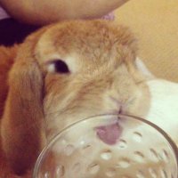 Hanni (@hallow_kittyy) 's Twitter Profile Photo Hanni (@hallow_kittyy) 's Twitter Profile Photo