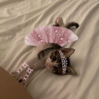 Timur (@bvp12634) 's Twitter Profile Photo Timur (@bvp12634) 's Twitter Profile Photo