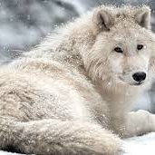 dmitwolf154's profile picture. 