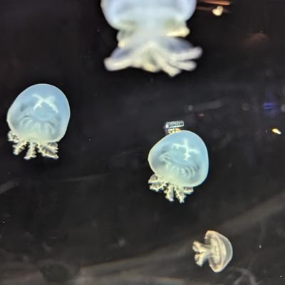 大学院で健康行動科学、公衆衛生を専攻。
趣味は水族館めぐり、スポーツ観戦。
好きなくらげはインドネシアンシーネットル🪼🪼
自己紹介はnoteで!