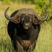 Chadere Omwenge de Buffalo 🇺🇬 (@wesongaaaron) Twitter profile photo Chadere Omwenge de Buffalo 🇺🇬 (@wesongaaaron) Twitter profile photo