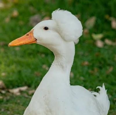 @cricdle