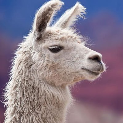 ajsoups9's profile picture. 