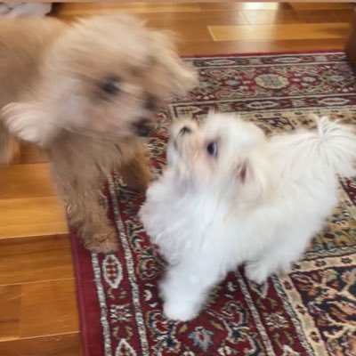 inu_mochifes's profile picture. 新しい垢です、OMGいぬもちもちフェスティバル