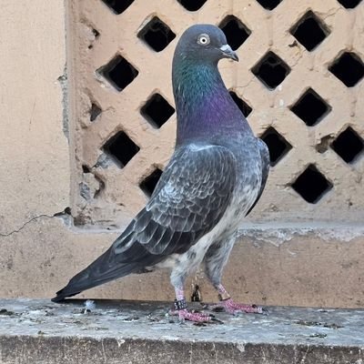 TahirAb36056599's profile picture. 