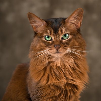 HarlinTrez's profile picture. 🧘‍♀️ Oriental African Supreme & Sovereign.