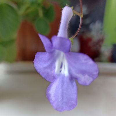 poedralumar's profile picture. lucidez