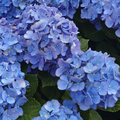 👦10y👧1y🌼娘の出産を機にミシンにハマり、普段遣いできる洋服をメインに製作中🌼ミンネで販売はじめました🐾