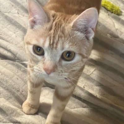 2ねこちゃんさんのプロフィール画像