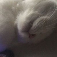 esraa Belmont (@alucardcankillu) 's Twitter Profile
