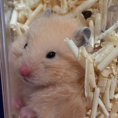 ivysterie's profile picture. not a loyalist, not for the faint hearted.