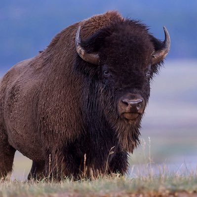 nicorobinfan157's profile picture. future nba all star / fake emo