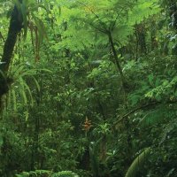The Deep Jungle (@thedeepjungle) 's Twitter Profile