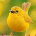 Birds Colour 🕊️ (@birdscolour56) Twitter profile photo Birds Colour 🕊️ (@birdscolour56) Twitter profile photo