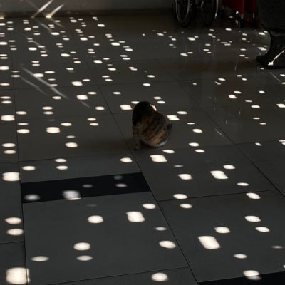 chamomileteaaa_'s profile picture. 