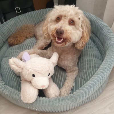 프랑스에서 깨발랄 강아지 딸기를 키우는 한국 현대사 연구자 및 한국어와 한국 문화 교수자입니다.