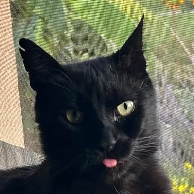 nitsuDsolkiM's profile picture. 🇨🇦🏳️‍🌈Canadian Citizen by birth, 🇭🇺Hungarian Citizen (EU) by choice, 🌴🍁Landscape designer by trade.