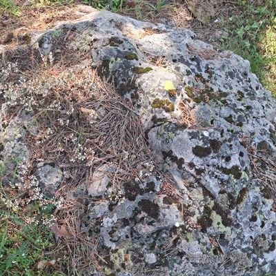 rio3460's profile picture. 🌲