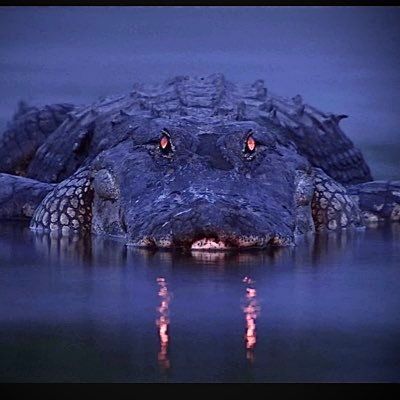 rescuedogdaddy's profile picture. spending my life helping broken people heal