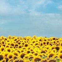 lisakai (@lisakai251109) 's Twitter Profile