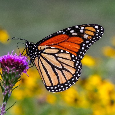 A photographer gardening for pollinators with #nativeplants in a suburban neighborhood. Plant it and they will come!