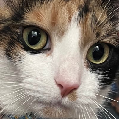 clementine π Profile