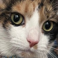 clementine π (@clam_time) 's Twitter Profile