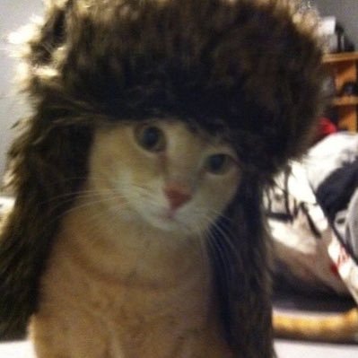 0xN1kax's profile picture. 