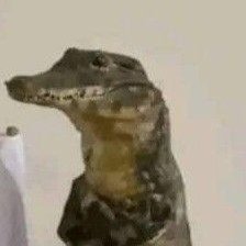 dms r open
lowk only knows english so if my Spanish is bad blame google translate